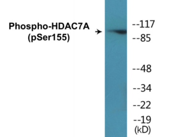 Western blot analysis of extracts from HeLa cells, using HDAC7A (Phospho-Ser155) Antibody.