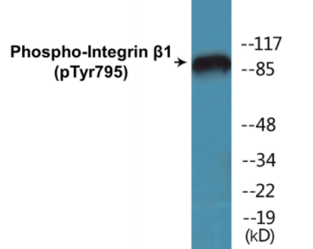 Western blot analysis of extracts from HeLa cells treated with UV 15', using Integrin beta1 (Phospho-Thr788) Antibody.