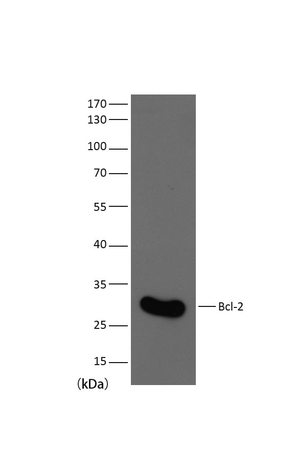 Bcl-2 Mouse mAb