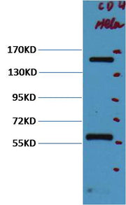 CD45 Mouse mAb