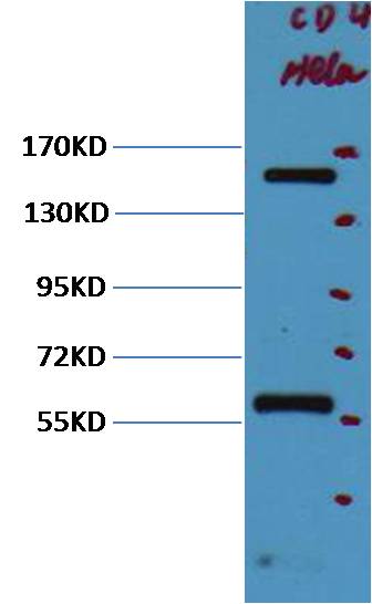 CD45 Mouse mAb