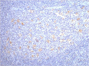 CD68 Mouse mAb
