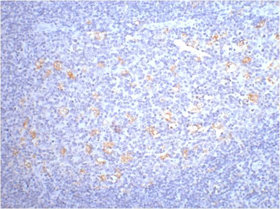 CD68 Mouse mAb