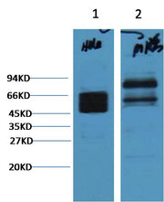 CK8 Mouse mAb