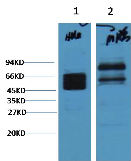 CK8 Mouse mAb