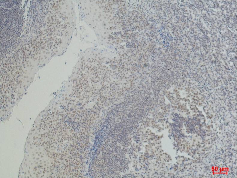 CD2 Mouse mAb