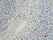 CD5 Mouse mAb
