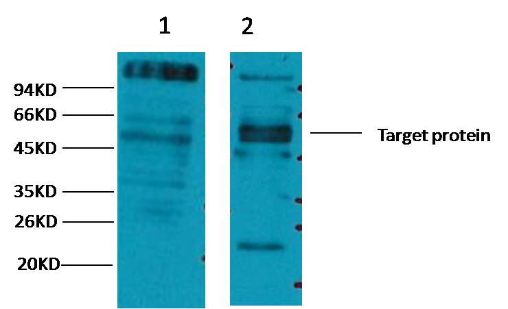 CD23 Mouse mAb