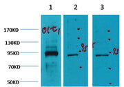 Oct1 Mouse mAb