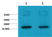 Histone H3(tri methyl K9) Mouse mAb