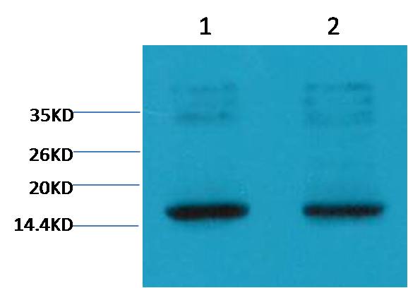 Histone H3(tri methyl K9) Mouse mAb