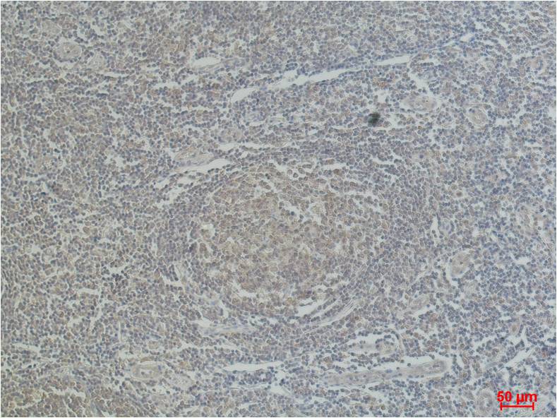 CD68 Mouse mAb