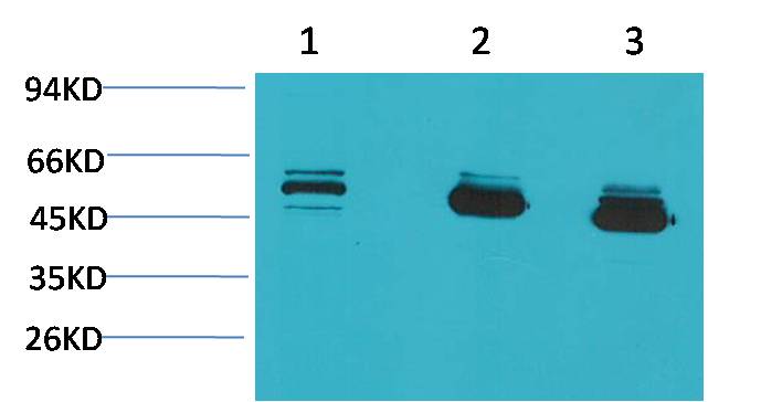 CBARA1/MICU1  Mouse mAb
