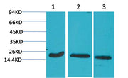 Active Caspase 3 Mouse mAb