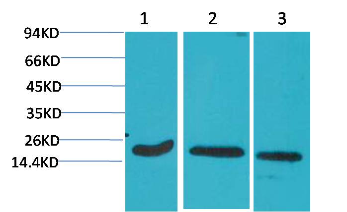 Active Caspase 3 Mouse mAb