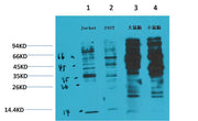 Phosphotyrosine Mouse mAb