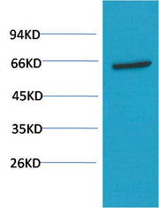 AKT (1H2) Mouse mAb