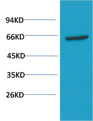 AKT (1H2) Mouse mAb