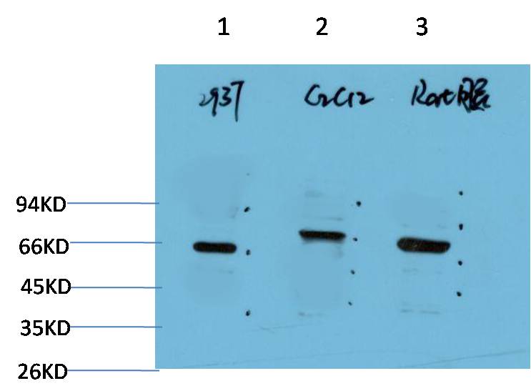 Beclin-1 (5C2) Mouse mAb