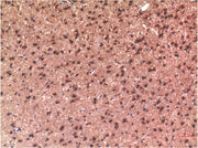 Tau (10E3) Mouse mAb