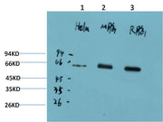AMPKα1 (9G3) Mouse mAb