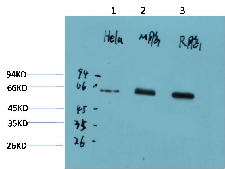 AMPKα1 (9G3) Mouse mAb
