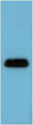 Flag-Tag (1C1) Mouse mAb