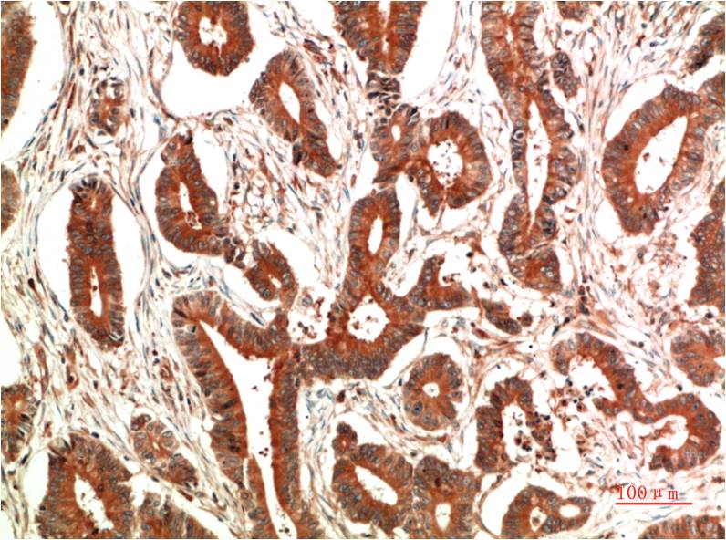 c-Jun (7E12) Mouse mAb