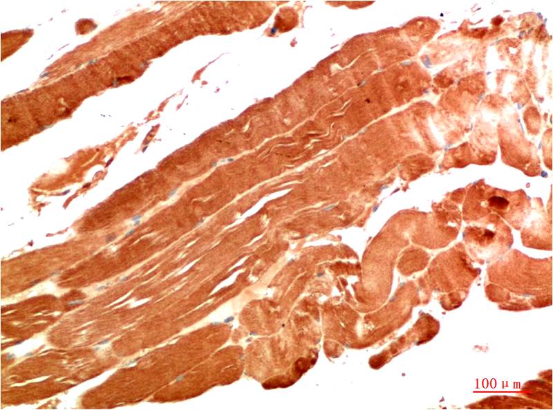 NBR1 (7C3) Mouse mAb – Vareum