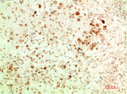 ATG5 (3C7) Mouse mAb