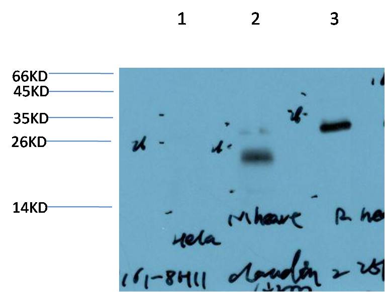 Claudin-2 (8H11) Mouse mAb