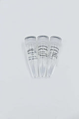 Pfu DNA Polymerase