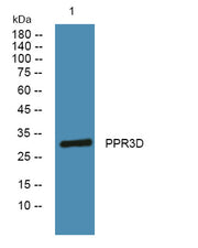 PPR3D rabbit pAb