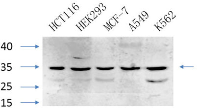 Caspase-7 rabbit pAb