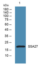 SSA27 rabbit pAb