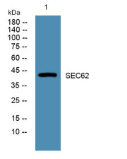SEC62 rabbit pAb