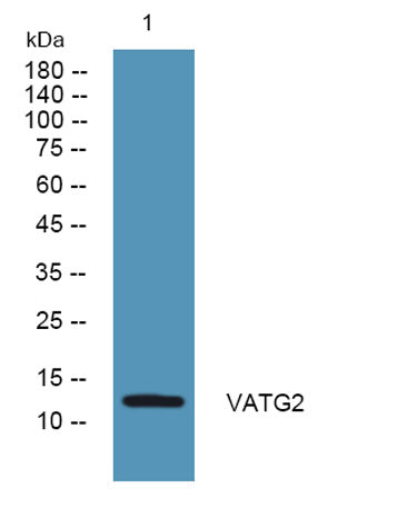 VATG2 rabbit pAb