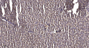 ZFHX4 rabbit pAb