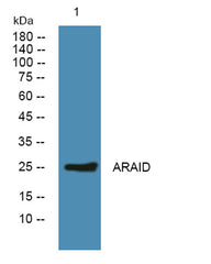 ARAID rabbit pAb