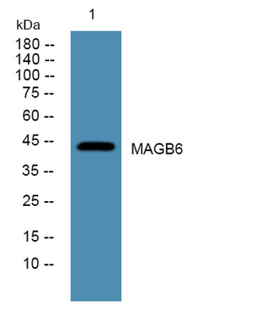 MAGB6 rabbit pAb