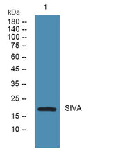 SIVA rabbit pAb