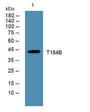 T184B rabbit pAb