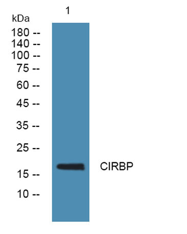 CIRBP rabbit pAb