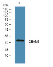 CEAM3 rabbit pAb
