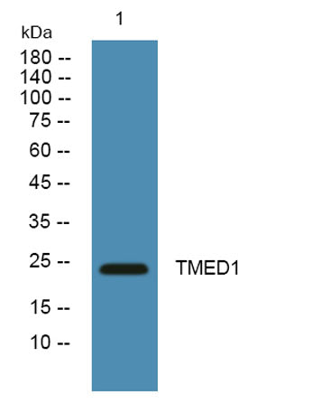 TMED1 rabbit pAb