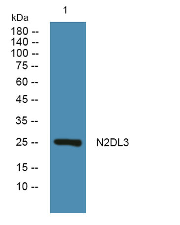 N2DL3 rabbit pAb