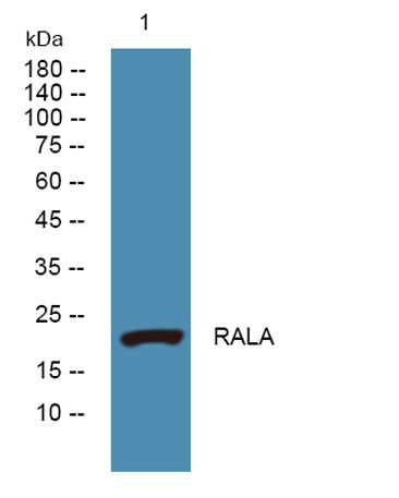 RALA rabbit pAb