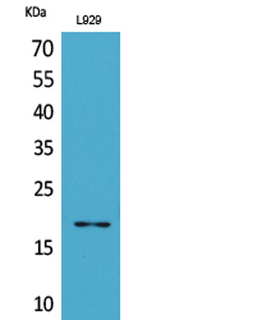 Acetyl eIF5A/eIF5A2 (K47) rabbit pAb