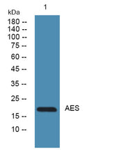 AES rabbit pAb