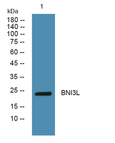 BNI3L rabbit pAb